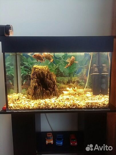 Аквариум с тумбой с наполением