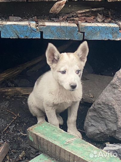 Щенку очень нужен дом