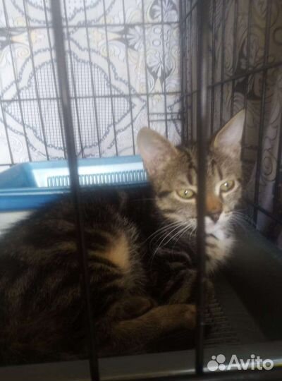 Котёнок в дар