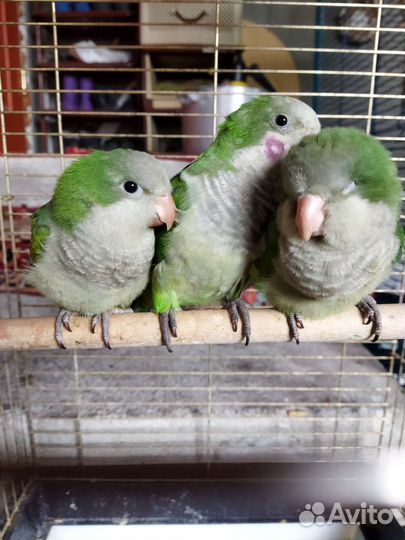 Ручной монах