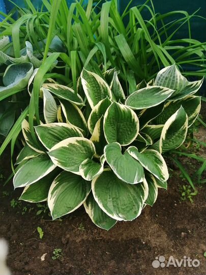 Хоста растение