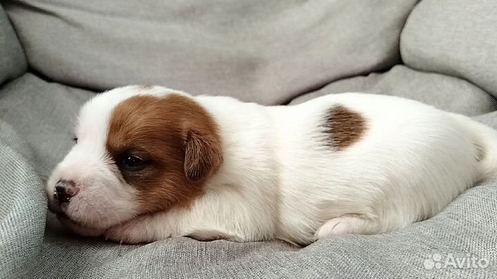 Мальчик Джек Рассел