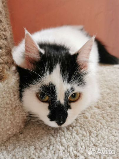 Пушистая красавица Кнопа ищет дом