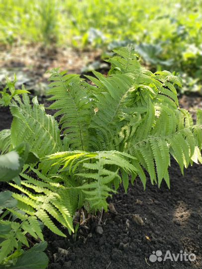 Папоротник