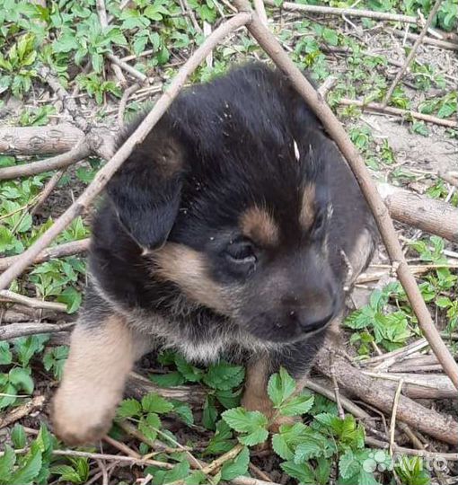 Собака в добрые руки щенок