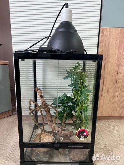 Вертикальный террариум