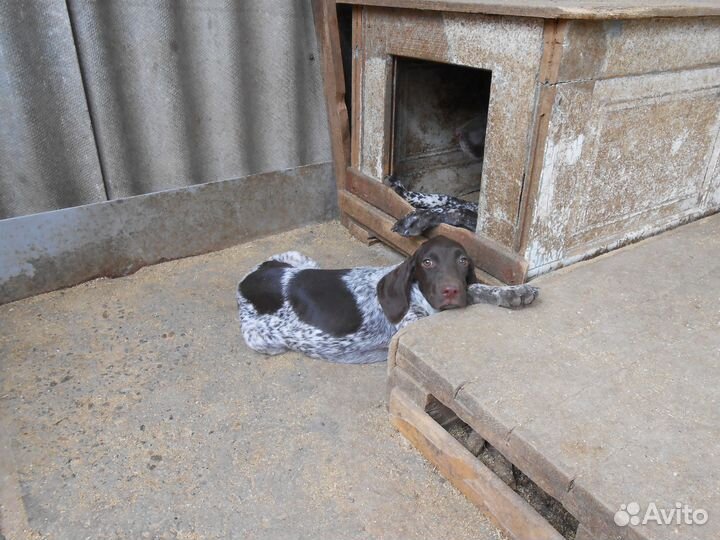 Продажа щенков курцхаара