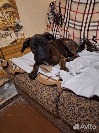 Щенок питбуль