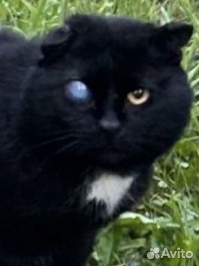 Котик в добрые руки