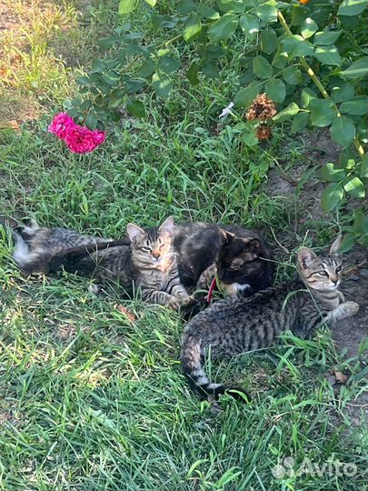 Кошка девочка Стеша, 4 мес