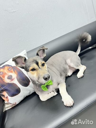 Стрижка собак груминг