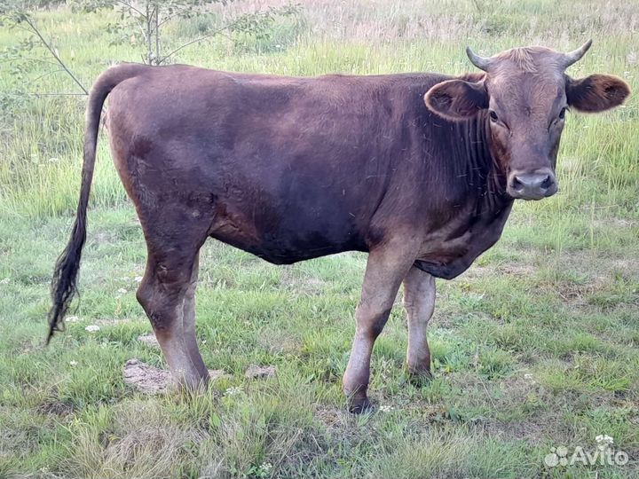 Корова стельная