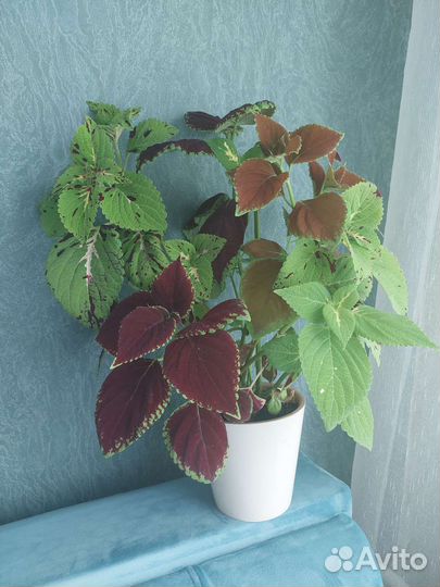 Колеус цветок