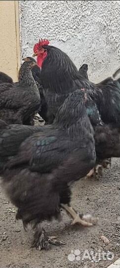 Инкубационное яйцо. Цыплята