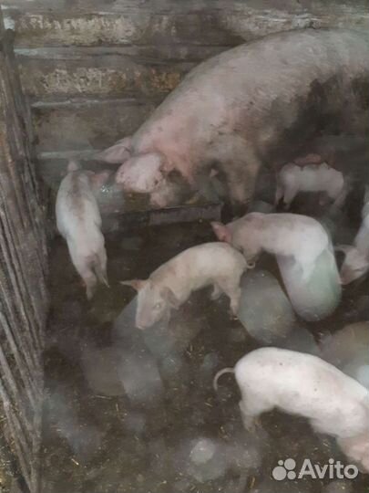 Поросята 2 мес