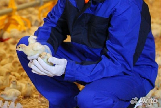 Разнорабочий на Птицефабрику