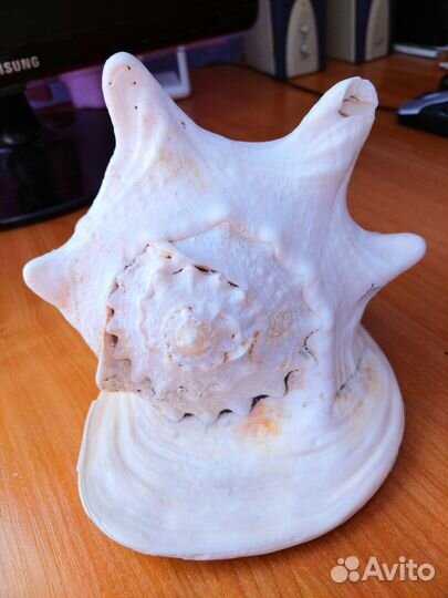 Большая морская раковина Кассис корнута