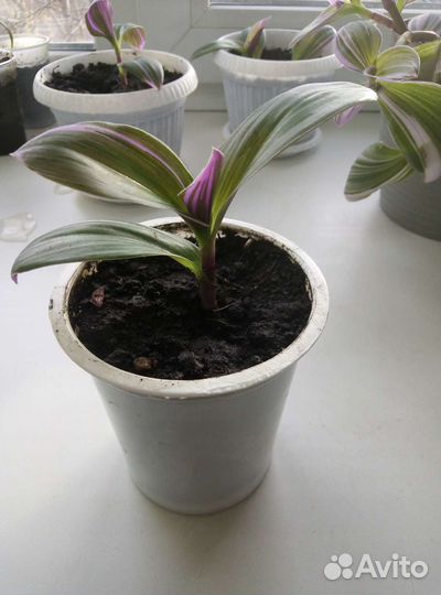 Традесканция белая и фиолетовая