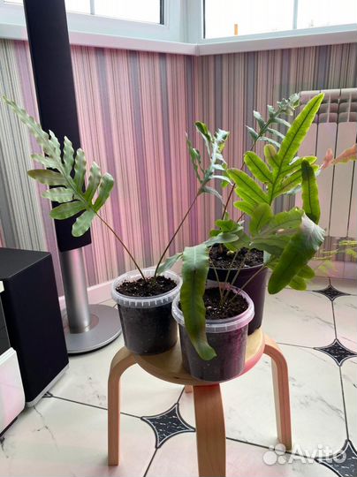 Экзот папоротник Aglaomorpha meyeniana