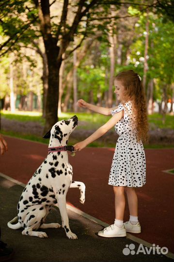 Далматин для фотосессии