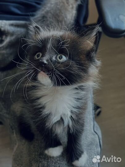 Шотландский котёнок