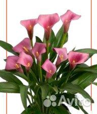 Клубни каллы оптом