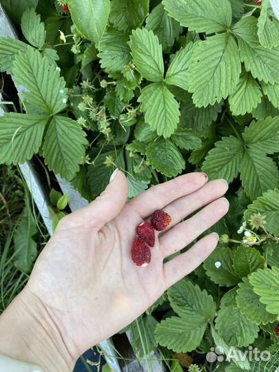 Кусты земляники