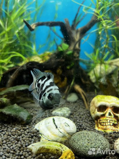 Рыбка сапфировый попугай взрослый