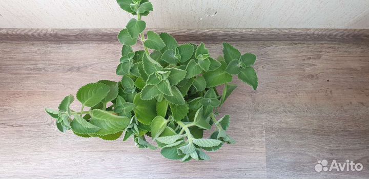 Мята комнатная