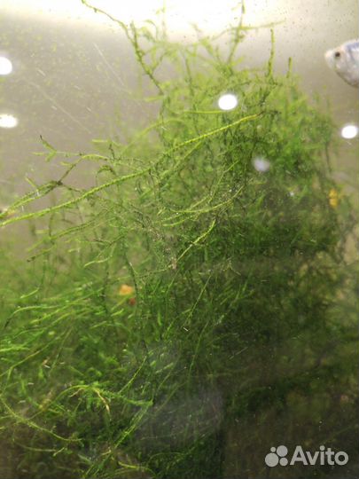 Яванский мох