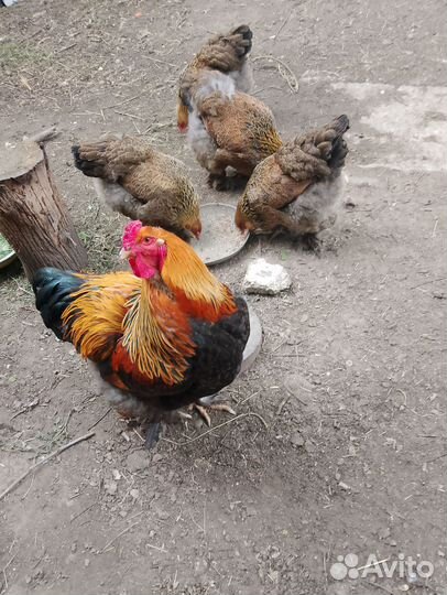 Суточные цыплята Брама
