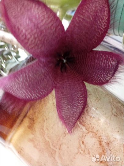 Цветы стапелия