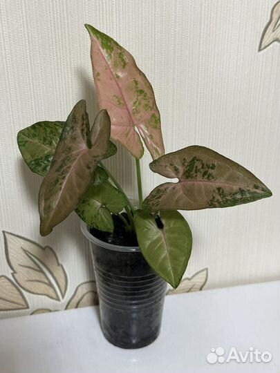 Сингониум пинк флескед