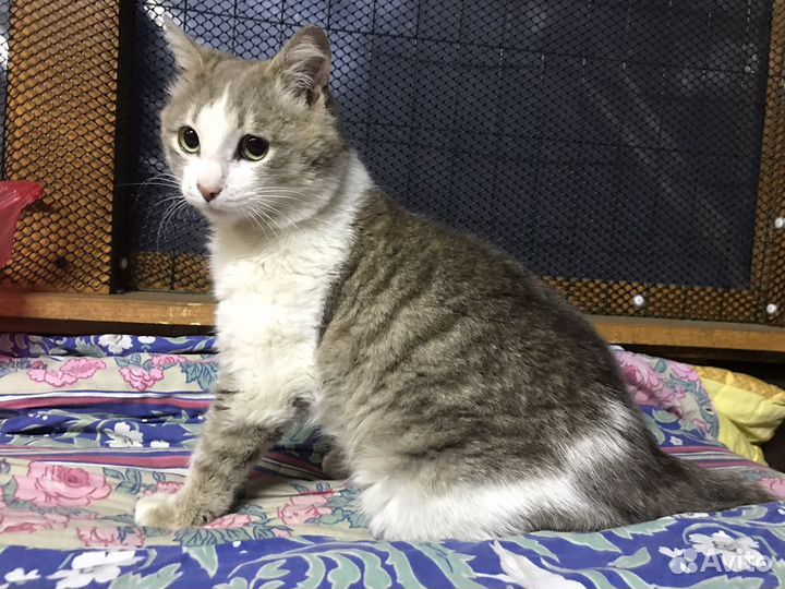 Пашка в поиске дома