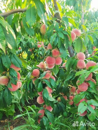 Персики домашний