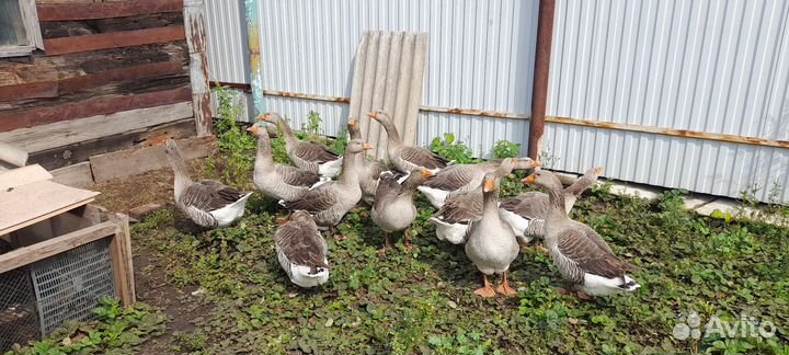 Живая птица: гуси и утки домашние,разных пород