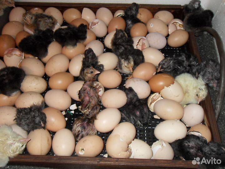 Инкубационное яйцо (куры)