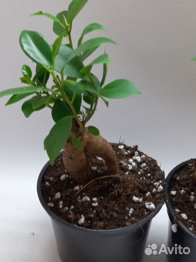 Фикус микрокарпа гинсенг