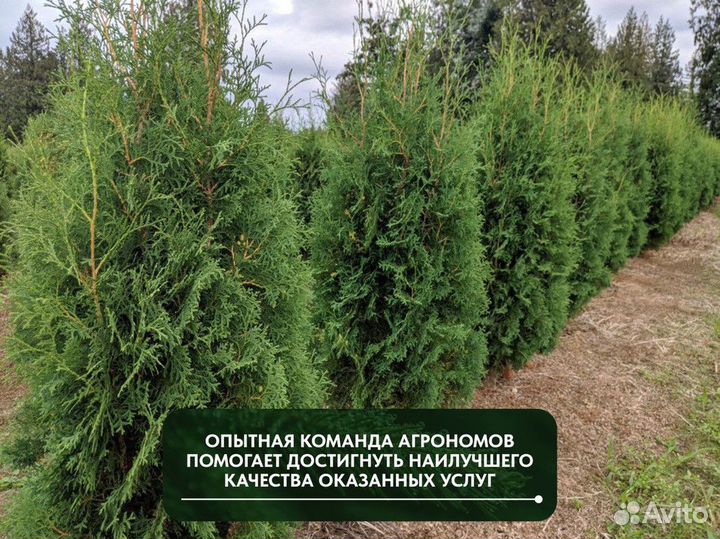 Туя западная Смарагд, крупномер