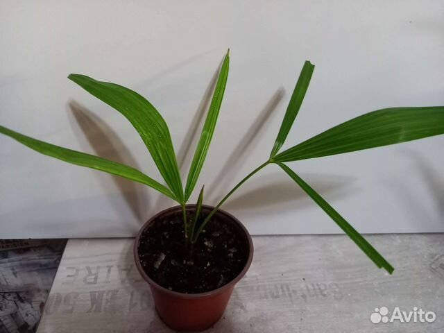 Пальма трахикарпус