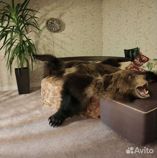 Медвежья шкура (имитация) Premium