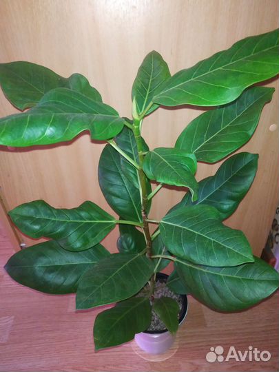 Фикус Альтиссима Бенгальский тигр