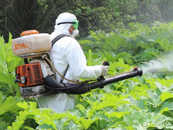 Уничтожение борщевика