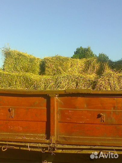 Сено в тюках и рулонах