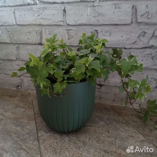 Плющ хедера