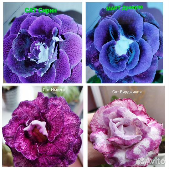 Глоксинии сортовые махровые Почтой