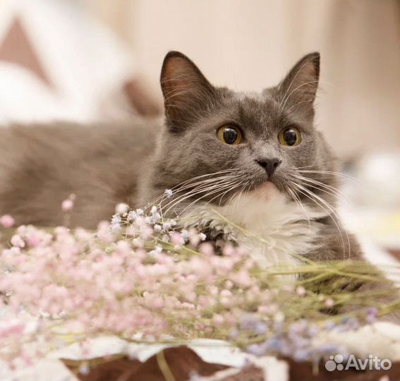 Пушистая красавица кошка Бель в добрые руки