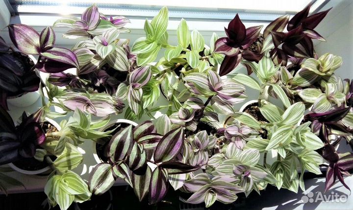 Традесканции - Нанук, Albiflora и Зебрина