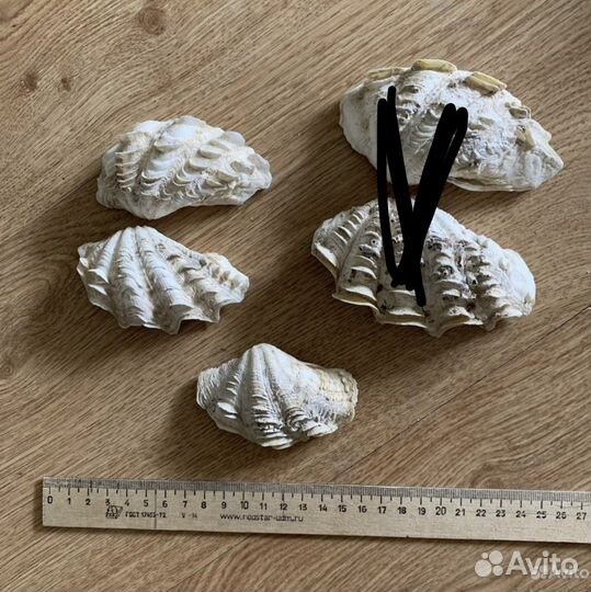 Морская ракушка