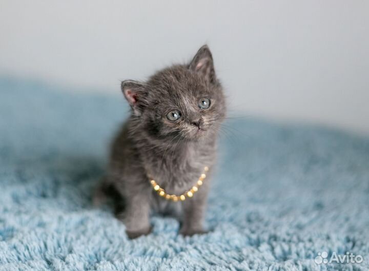 Котята в дар